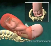 Embedded thumbnail for Video Animado Parto Vaginal